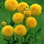 Dahlia Pompon - "Deepest Yellow" Bulbs