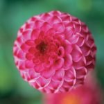 Dahlia Pompon - "Lolly Pop" Bulbs