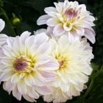 Dahlia Terrace - "Foxtrot" Bulbs