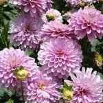 Dahlia Terrace - "Rumba" Bulbs