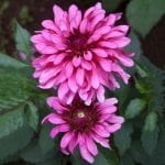 Dahlia Terrace - "Salsa" Bulbs