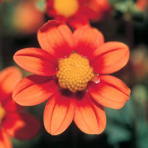 Dahlia Top Mix - "Orange" Bulbs