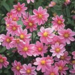Dahlia Top Mix - "Rose" Bulbs