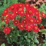 Dahlia Top Mix - "Red" Bulbs