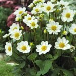 Dahlia Top Mix - "White" Bulbs