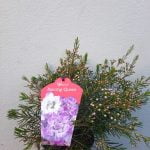 Geraldton Wax 'Dancing Queen' 22cm Pot