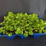 Dichondra Repens (Wonderlawn) 6 Pack Tray