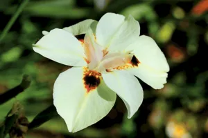 Dietes Bicolor 40 Pack Tray