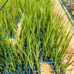 Dietes Grandiflora 4lt