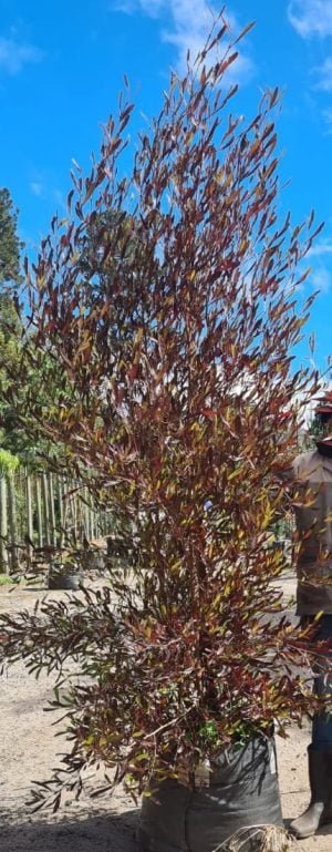 Dodonaea Augustifolia "Purpurea" Tree 70lt