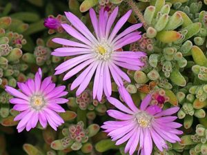 Drosanthemum (Purple) 6 Pack