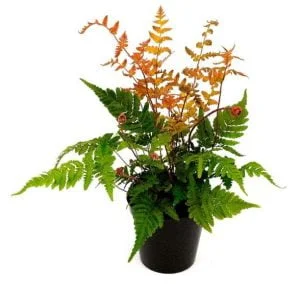 Dryopteris Erythrosora 12cm Pot