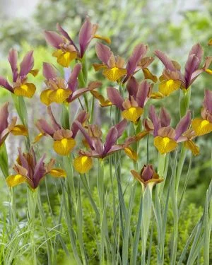 Iris Dutch Bulbs