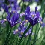 Iris Dutch Bulbs