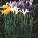 Iris Dutch Bulbs