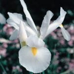 Iris Dutch Bulbs