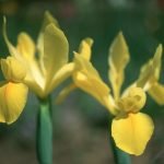 Iris Dutch Bulbs