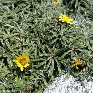 Dymondia Marguerite Multi Pot Tray