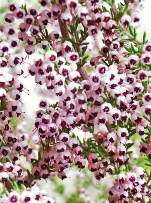 Erica Canaliculata 15cm Pot