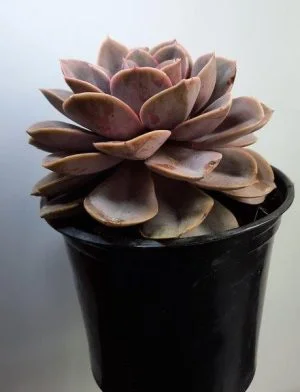 Echeveria 'Perle von Nurnberg' 15cm Pot - Image 2