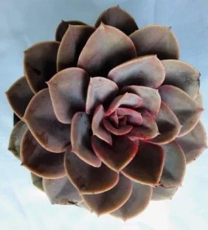 Echeveria 'Perle von Nurnberg' 15cm Pot