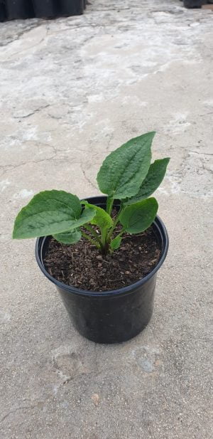 Echinacea 15cm Pot