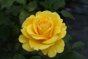 Egoli Hybrid Tea Rose 5lt