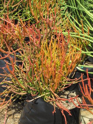 Euphorbia Tirucalli Firesticks 20lt