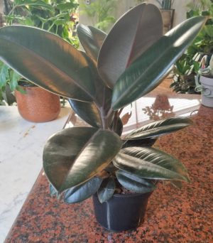 Ficus Burgundy 14cm Pot