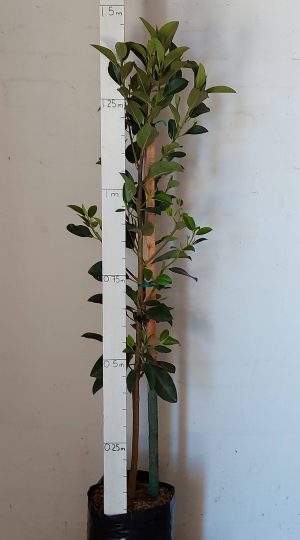 Ficus Rubiginosa 20lt