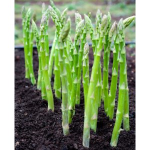 Asparagus Bulbs