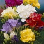 Freesias Bulbs