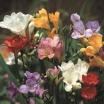 Freesias Bulbs