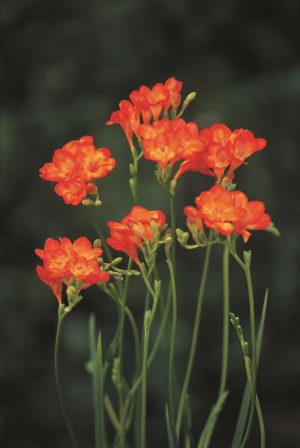 Freesias Bulbs