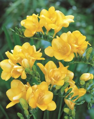 Freesias Bulbs