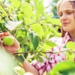 Fruit Trees and Bushes