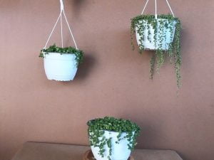 String of Pearls (Senecio Rowleyanu) 20cm hanging basket - Image 5