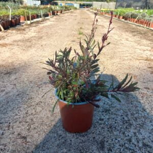 Gaura 'Passionate Blush' Pink 17cm Pot