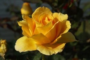 Germiston Gold Hybrid Tea Rose 5lt