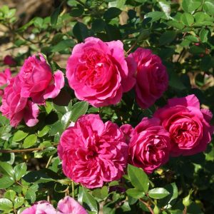 Granny’s Delight Rose STD 90cm