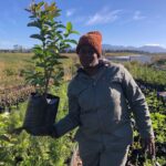 Guava Tree 10lt