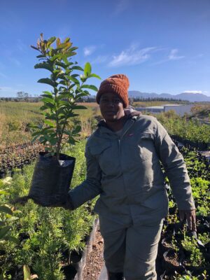 Guava Tree 10lt