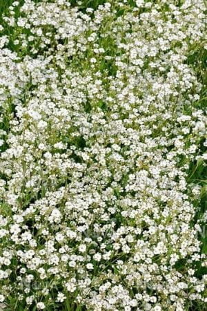 Gypsosophila Repens White 15cm Pot