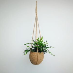 Hanging Basket with Kangaroo Fern