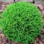Hebe Green Globe 15cm Pot