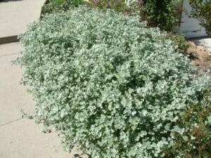 Helichrysum Petiolare