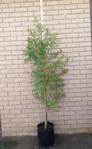 Heteropyxis Natalensis (Lavender Tree) 20lt