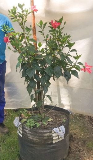 Hibiscus Rosa-Sinensis 'Single Cerise' 70lt