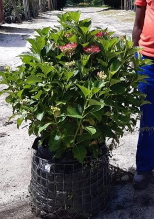 Hydrangea Macrophylla Red 70lt