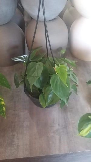 Heart Leaf Philodendron 20cm Hanging Basket